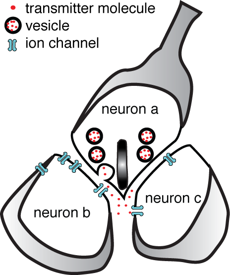 picture of dyadic synapse