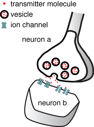 synapse